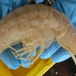 supergiant_amphipod
